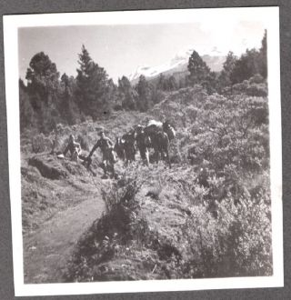 Vintage 1930 Wire Hair Fox Terrier Dog With Pack Horses Hiking Old Mexico Photo