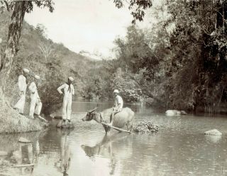 1929 Vintage Photo Us Navy Troops Native Ride Water Buffalo Olongapo Philippines