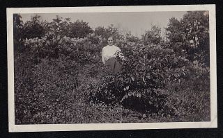 Antique Vintage Photograph Woman Standing Among Bushes In Field