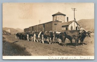Charlemont Ma 1911 Farm Scene W/ Cows Antique Real Photo Postcard Rppc