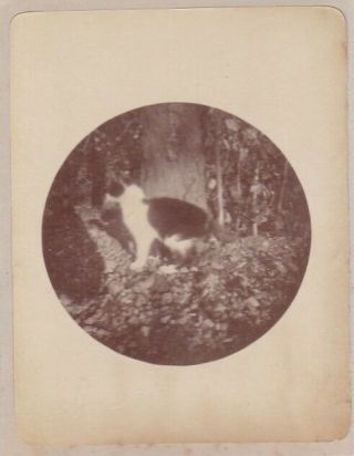 Vintage Albumen Snapshot Photograph Kodak Round Of A Cat 1890s