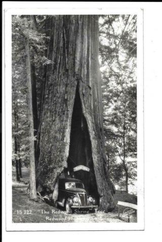 Rppc Real Photo Postcard 1942 The Shrine Tree Redwood Calif 1937 Ford Car Sawyer