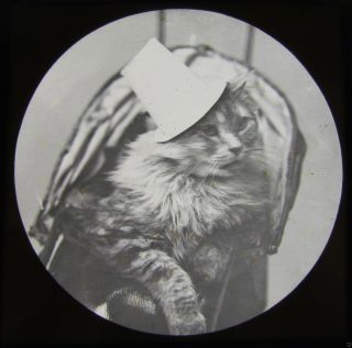 Glass Magic Lantern Slide Cat With A Hat C1890 Victorian Comical Cats