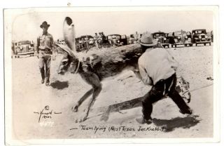 West Texas 1939 " Team Tying West Texas Jack Rabbit " - - Real Photo - - By Howard