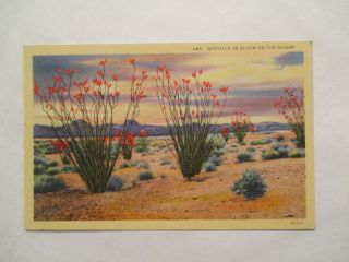 Ocotillo In Bloom On Desert Postcard