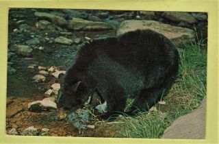 Postcard Allegany State Park York Black Bear Vintage 5739