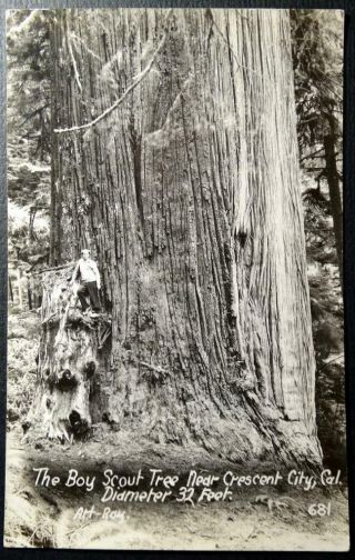 Postcard Rppc Real Photo - Boy Scout Tree Crescent City California