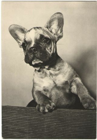 1960s French Bulldog Cute Little Puppy Dog Pet Czech Vintage Photo Postcard Rppc
