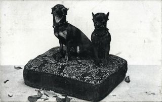 Miniature Pinschers Dogs Portrait On A Pillow Vintage 1907 Udb Photo Postcard