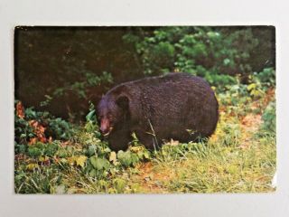Vtg.  Native Black Bear,  Great Smoky Mountains National Park 1957 Postcard 2401