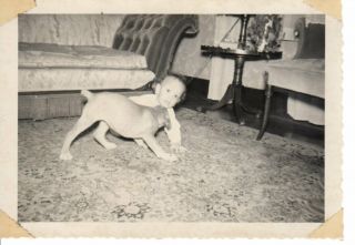 1950 s Vintage Photo young child Where You Going Dog Love Kisses Cute Photograph 2