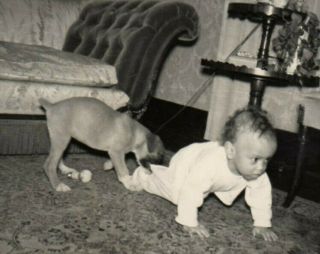 1950 S Vintage Photo Young Child Where You Going Dog Love Bites Cute Photograph