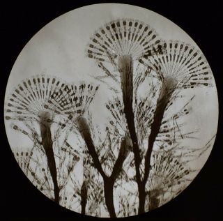 Stunning Antique Magic Lantern Slide Fan Diatoms In Situ C1890 Microscope Photo