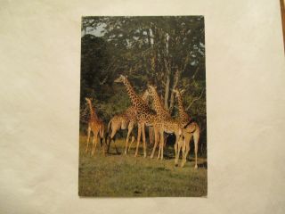 East Africa African Wildlife Giraffes Continental Sized Postcard