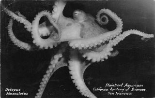 San Francisco California 1950s Rppc Real Photo Postcard Aquarium Octopus
