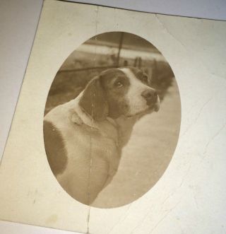 Antique American Cute Pet Animal Sweet Adorable Dog Real Photo Postcard Rppc