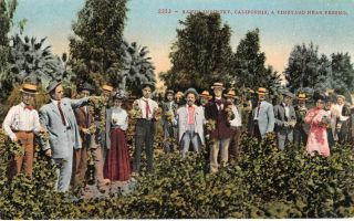 Raisin Industry,  California A Vineyard Near Fresno Ca 1910s Vintage Postcard