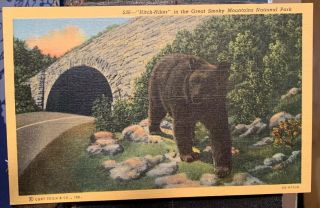 Vtg Postcard Bear Hitch Hiker In The Great Smokey Mountains National Park Linen