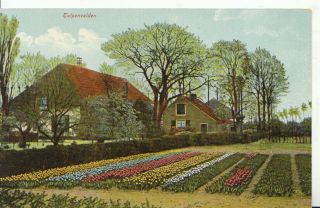 Netherlands Postcard - Holland - Tulpenvelden - Ref 8991a