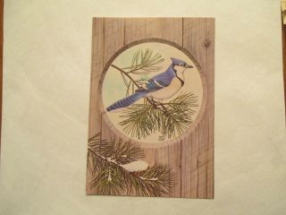 Blue Jay Bird Art By Chuck Ripper Continental Sized Postcard
