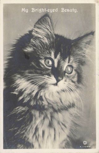 Rppc,  Real Photo,  Cat,  Bright - Eyed Beauty,  Old Postcard