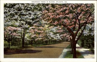 Dogwood Trees In Bloom In Atlanta Georgia Ga 1930s