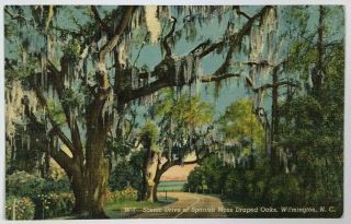 Postcard Wilmington Nc Scenic Drive Spanish Moss Draped Oak Trees 1940 