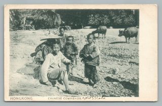 Chinese Cowherd Boys Hong Kong Rare Antique Graca Udb Postcard 1908
