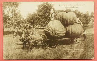 Dr Who 1912 Real Photo Exaggeration Huge Pumpkins St Edwards Ne 51594