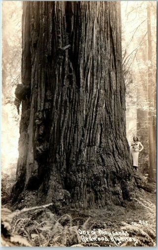 California Redwood Hwy Rppc Postcard " One Of Thousands " Girl - Patterson Photo