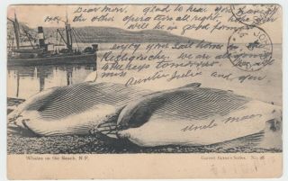 Newfoundland Whales On The Beach 1906 To Monroe Bishop,  Royal Victoria Hospital