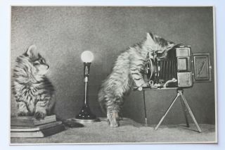 Old Rppc Real Photo Postcard Cats Kittens Taking Picture,  1956