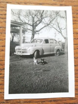 Vintage Snapshot Photo 2 Dogs Sitting In Front Of Old Car/auto