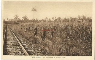 Asia Vietnam Thudaumot Plantation De Canne A Sucre Vintage Postcard 1.  5
