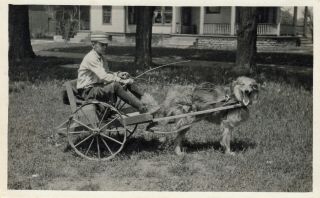 Poultney,  Vt Rppc Little Boy In His Dog Cart C1915 Rood Pub.