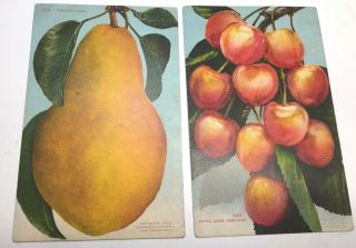 Vintage Postcards 2 Pear & Cherries,  Published By Mitchell1 910,  Unposted