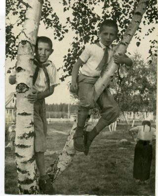 1953 Pioneer Camp Two School Boys In The Tree Russian Vintage Photo