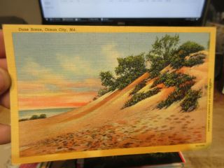 Vintage Old Postcard Maryland Ocean City Beach Sand Dunes Wild Grasses Honeymoon