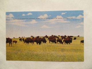 Buffalo At Wind Cave National Park South Dakota Sd Postcard