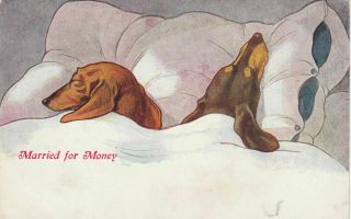 Sleeping Dachshund Dogs In Bed Married For Money Vintage Postcard - C876