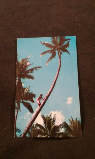 Coconut Tree Climbing In Hawaii - Vintage Postcard 1964 Postmark