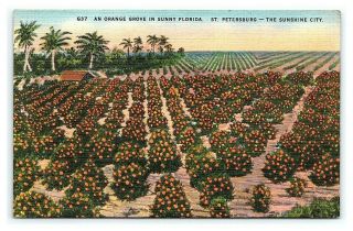 Vintage Postcard Orange Grove In Sunny Florida St.  Petersburg I1