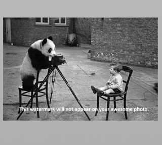 Crazy Panda Bear Photographer Photo Boy Child Weird Creepy Strange Art Print