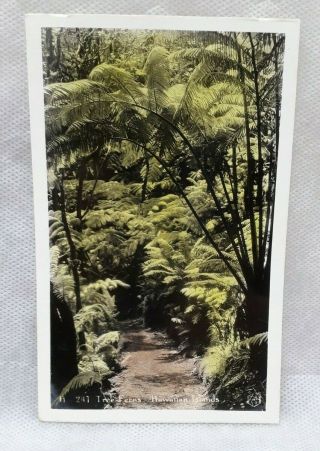 Hawaii - Tree Ferns - Hawaiian Island - Real Photo Postcard / A49