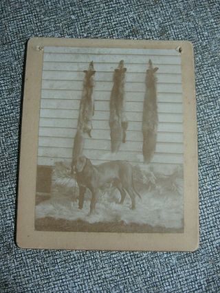 2 Antique Cabinet Photo Hound Dog " Wreck " With Three Fox Paris Maine 1893