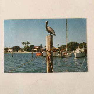 Boat Sailboat Ocean Pelican Water Scene Posted Largo Florida 1961 Postcard