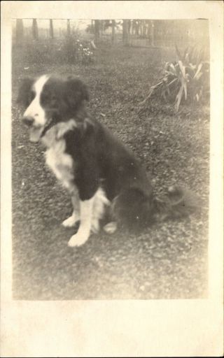 Rppc Border Collie Dog Posing For Camera At Park? 1904 - 1918 Vtg Photo Postcard