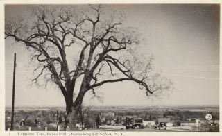 Rp: Geneva,  York,  30 - 40s ; Lafayette Tree,  Beans Hill,  Overlooking Geneva