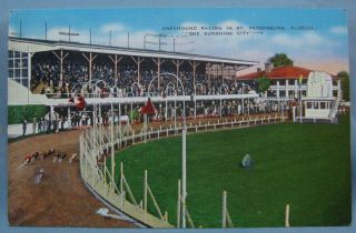 St Saint Petersburg Fl Greyhound Dog Racing 1941 Postcard 5q