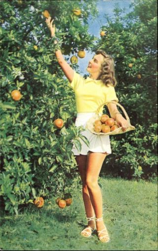 Sexy Young Woman Picking Oranges Waverly Florida Fl Advertising Postcard